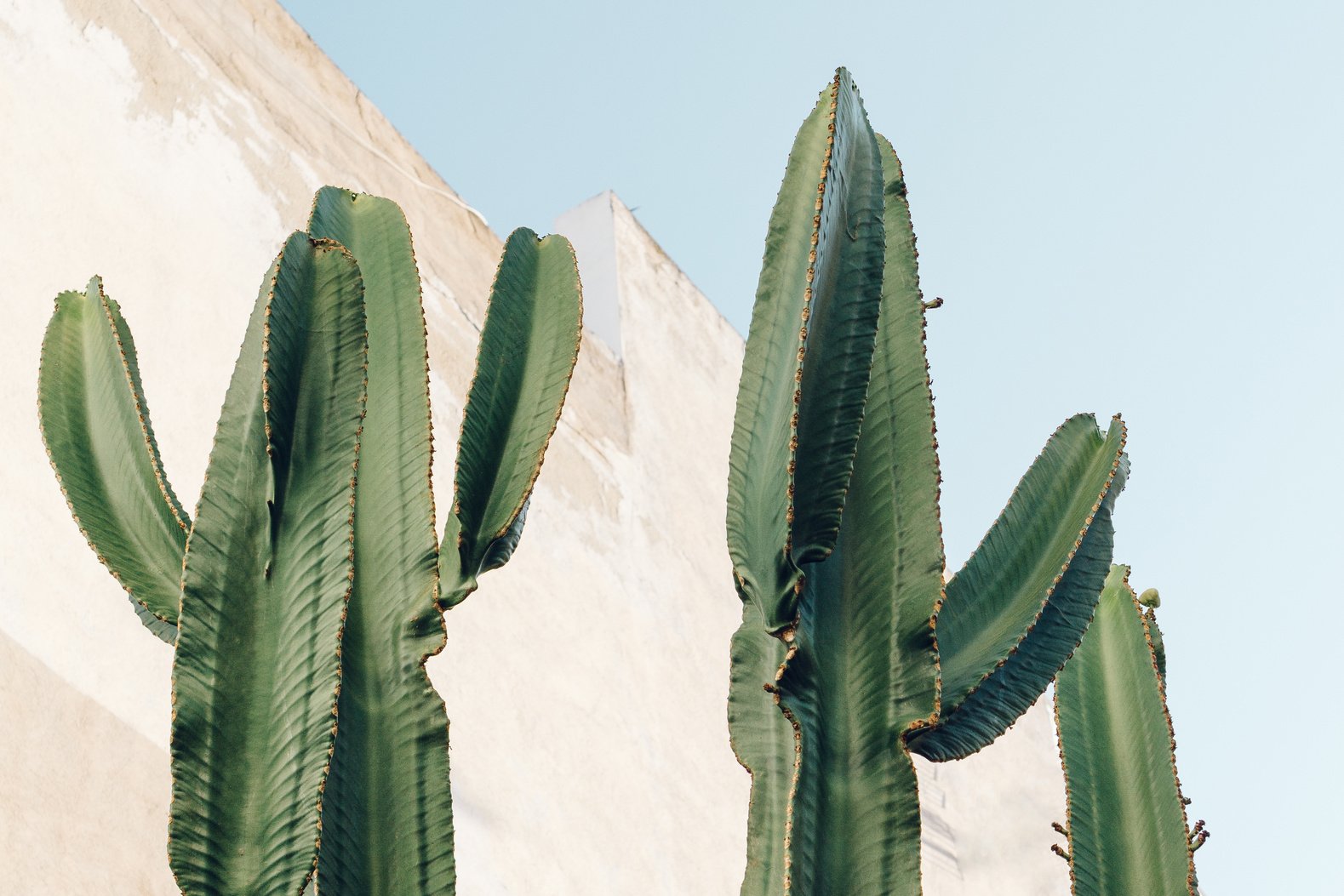 Cacti in the Dessert Closeup